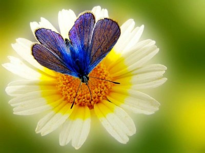 1253026300Vx7sC3g renais